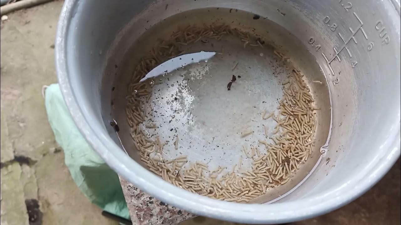 How long do maggots live in salt water? YouTube