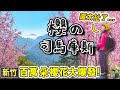 司馬庫斯櫻花全盛時刻！太誇張！台灣最美的櫻花隧道｜新竹