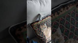 Hamster Roll Back Down Trying to Climb the Sofa