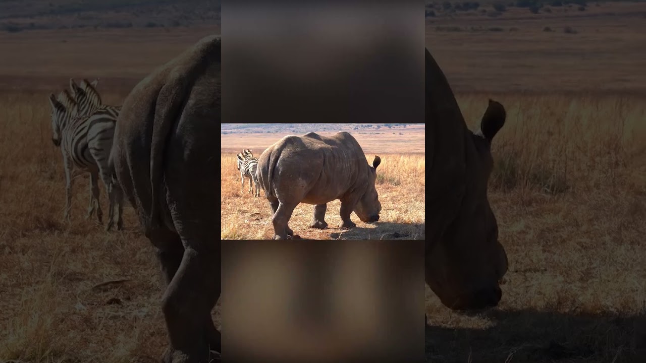 MOST DANGEROUS INSECTS IN THE WORLD: The Tsetse Fly 