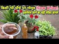 How to use cow urine on plants and vegetables benefits of using cow urine