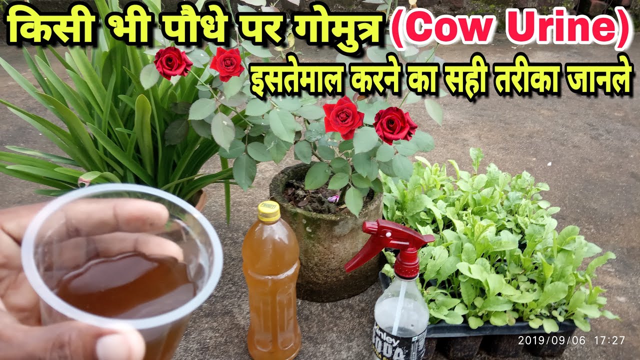 How to Use Cow Urine on Plants And Vegetables? Benefits of using Cow