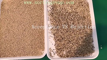 SG Oat Color Sorter Machine/Sorting Machine