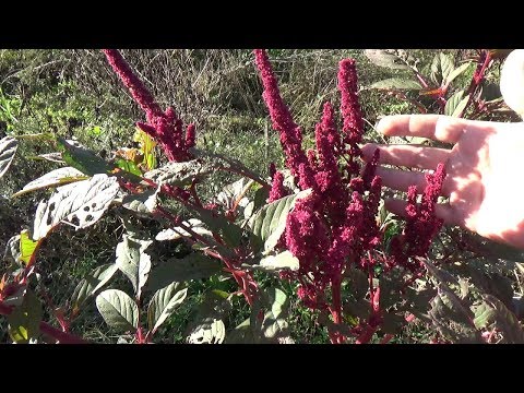 WILD Red Amaranth Ancient Grain That Grows Back Every Year???