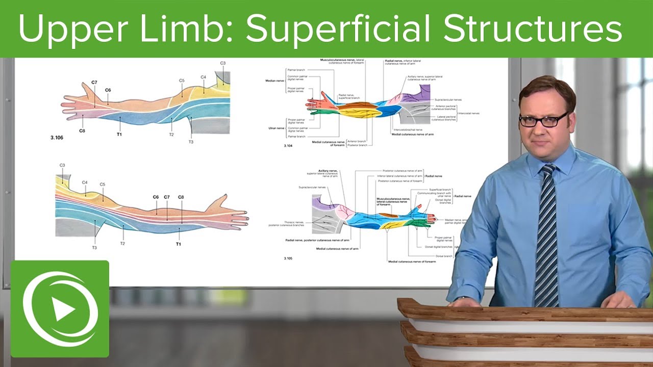 ⁣Upper Limb: Superficial Structures & Cutaneous Innervations – Anatomy | Lecturio