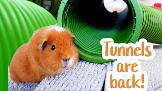 Guinea Pig Floor Time Vlog | Tunnel Edition