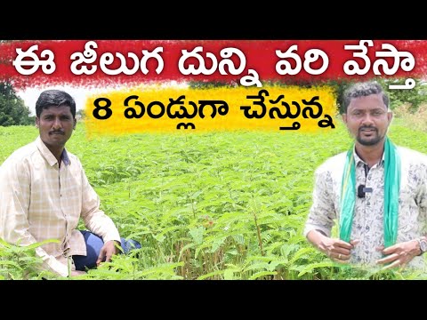 Rice Is Grown With Cumin Seeds Cost Is Low Yield Is High 