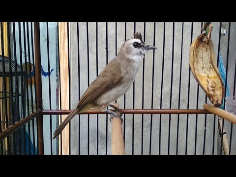 Suara Trucuk Seperti Ini Yang Ampuh Memancing Trucuk Lain Ikut Bunyi Youtube