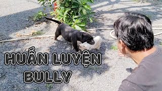 Cũng Là Huấn Luyện Chó Bully Nhưng Mà Nó Lạ Lắm | Nam Ngô