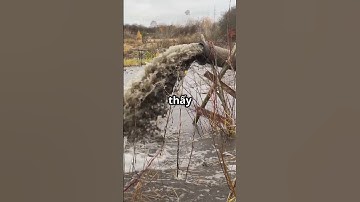 Sông Tô Lịch Hồi Sinh: Cá Xuất Hiện Bất Ngờ Sau Khi Dẫn Nước Hồ Tây