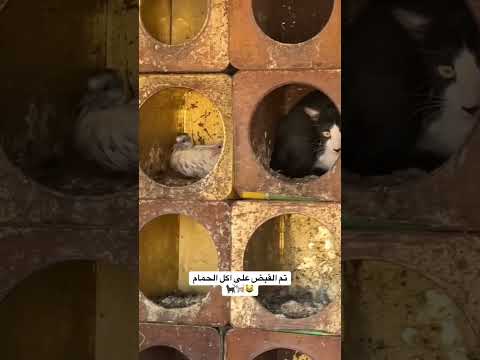 حصل الحمام زاجل زافير ابلور العريفي  