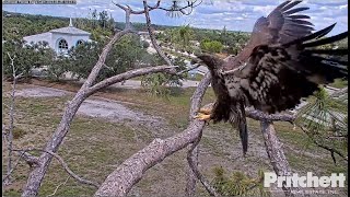 Celebrity SWFL Eagles ~ Mighty M15 Brings Lunch! E22 Follows Back To Nest! Here Comes The Rain ☂️ 5.25.23 Net Worth