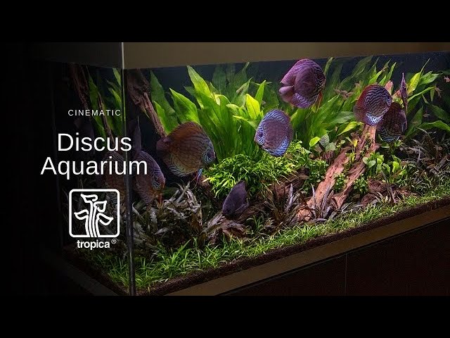 Tweede leerjaar Verhoogd Gezicht omhoog Planted Discus Aquarium with Easy Plants - YouTube