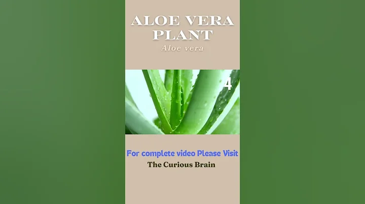 Top 5 Low Maintenance Indoor Plants for Beginners | Indoor Gardening Series Ep. 1 #indoorplants