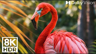 Самая красивая коллекция птиц 8k UHD | Красивые фламинго, звуки птиц, звуки природы