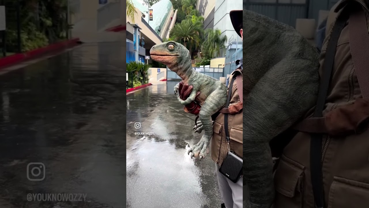 This is Tango Another Baby Raptor 