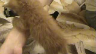 Возьми Кота! Он клевый! ПОЖАЛУЙСТА ПЕРЕПОСТ!!! Возьми Кота! Он клевый! ПОЖАЛУЙСТА ПЕРЕПОСТ!!!