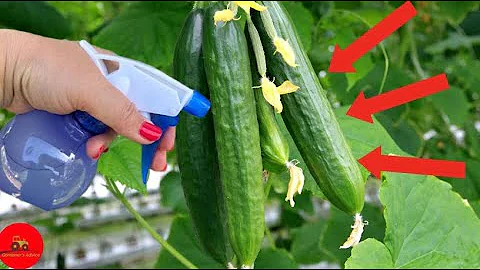 Cucumbers will immediately grow and produce a great harvest! Water them with this!