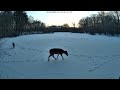 Deer Walking on the Snowy and Icy Ipswich River!