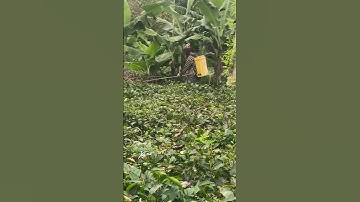 Sự thật cực bất ngờ về trà sạch #shorts