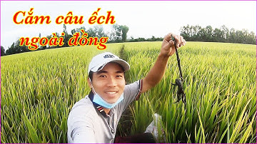 Cắm Câu Ếch Ngoài Đồng Ruộng|| Săn Bắt Miền Tây|| HoangPhuc JP