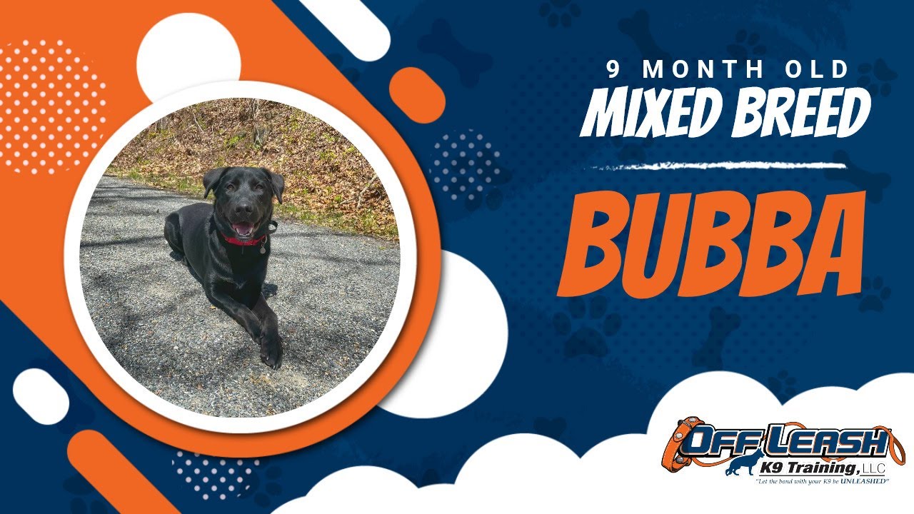 Mixed Breed Dog Training Christiansburg VA Dog Training Bubba YouTube