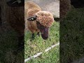 ovelha negra🐑