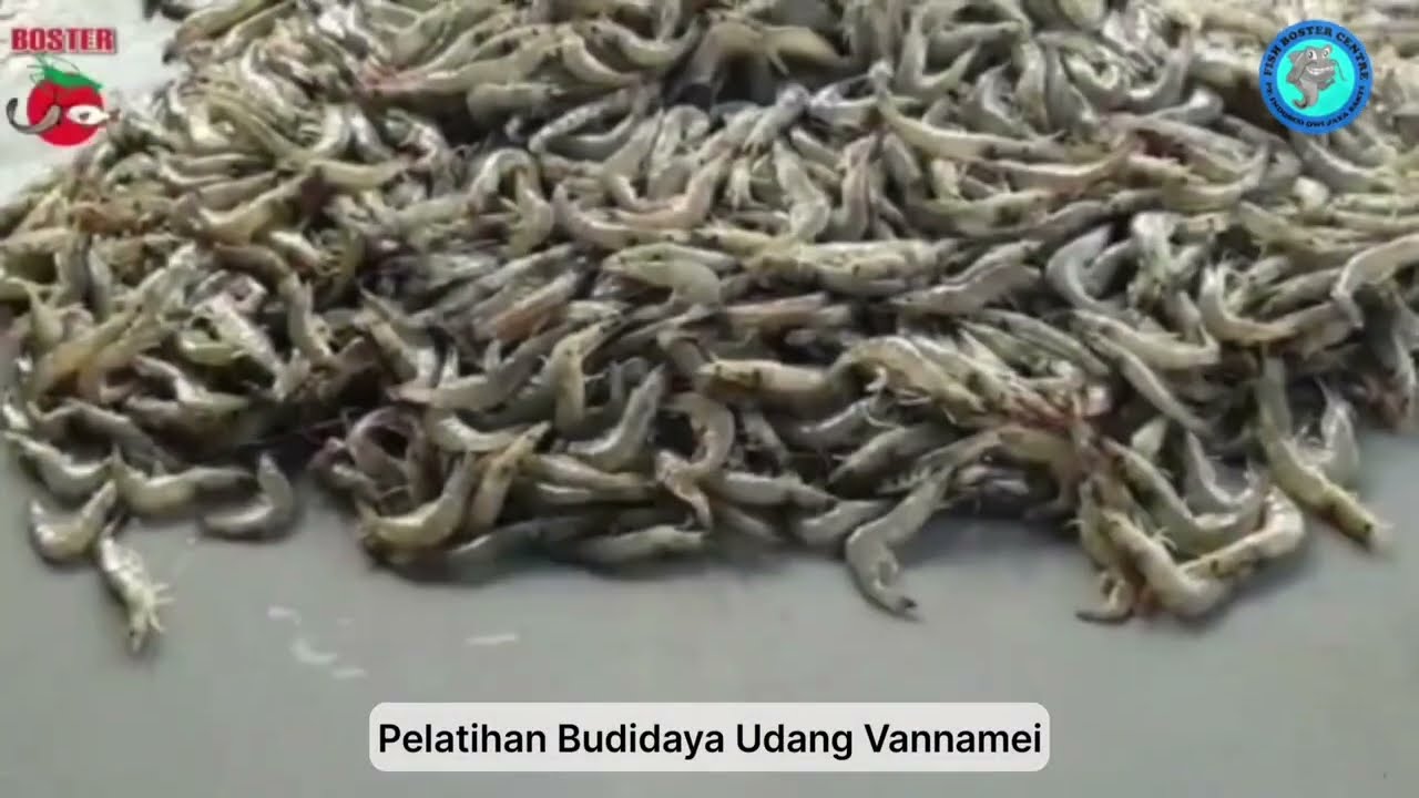 PROFIL P2MKP FISH BOSTER CENTRE SIDOARJO TAHUN 2024