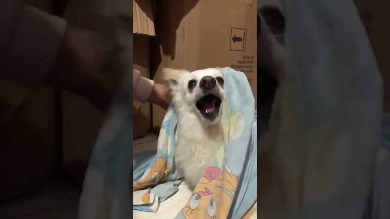 Angry dulhan ki Mu dikhai 😂😂 #angrydog #funny #pomeranian #bride #doglover Plz subscribe my channel