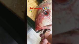 🐟🐟🐟🐟🐟Red snapper