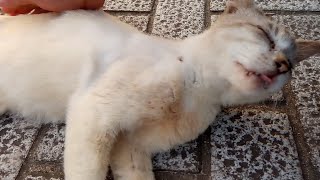 夕方の公園でトントン猫がこちらに気付いて何か話し掛けてきた。