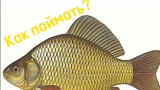 Как поймать карася весной? Какие насадки нужны для данной рыбы? Какие условия он любит?