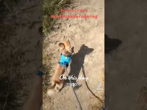 What happened to my #running dog? #canicross #chihuahua #run #training #fitness #doglover