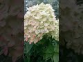 Самая красивая гортензия  малышка🥰 #гортензия#лайм#цветение#садгортензий22#модный