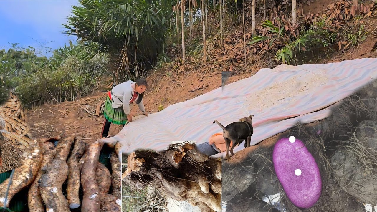 Сделайте корм для кур и уток из клубней, легкодоступных в природе.