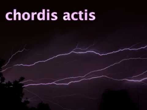 Chordis Actis