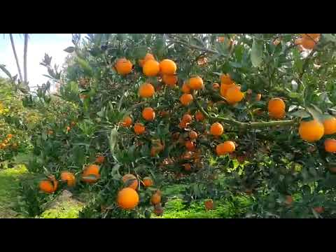 زراعة و تسميد الموالح بالأسمدة الحيوية المتخصصة نوفابلس