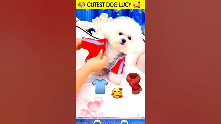 लूसी की लाल वाली जैकेट 🧣🧦 Cutest White Fluffy Paw Puppy 🐶 #shorts