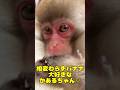 【激カワ】赤いバナナに天才かあるくんのほっぺたがパンパン！[SHOCKING] A RED banana makes genius Kaaru's cheeks puff up! #shorts