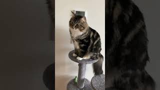 American Wirehair Cat #youtubeshorts #viral #catvideo #cutecats #catslover #catlove #wirehaircat