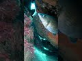 3 in a row 👌🤿#freediving #fish #underwaterworld #nature #diving #ocean #underwater #gopro #s3a