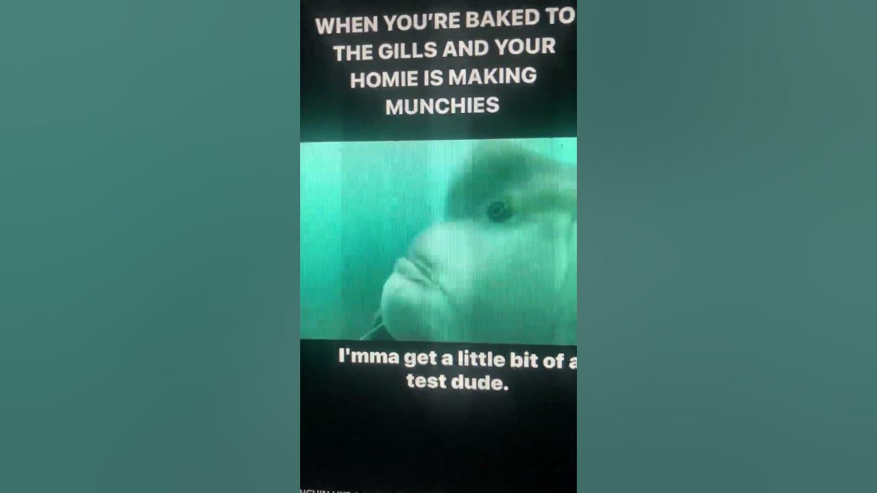 Baked to the gills and your homies making munchies YouTube