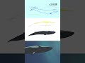 How Animation is Done #2danimation #whale #makingof #sakuga