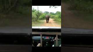 Don't follow  Wild Elephants, Watch untill the End to see what happens #shorts