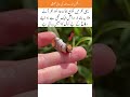 A moth disguised perfectly as a wooden stick#islamicshorts #islamicvideo #islamicstatus