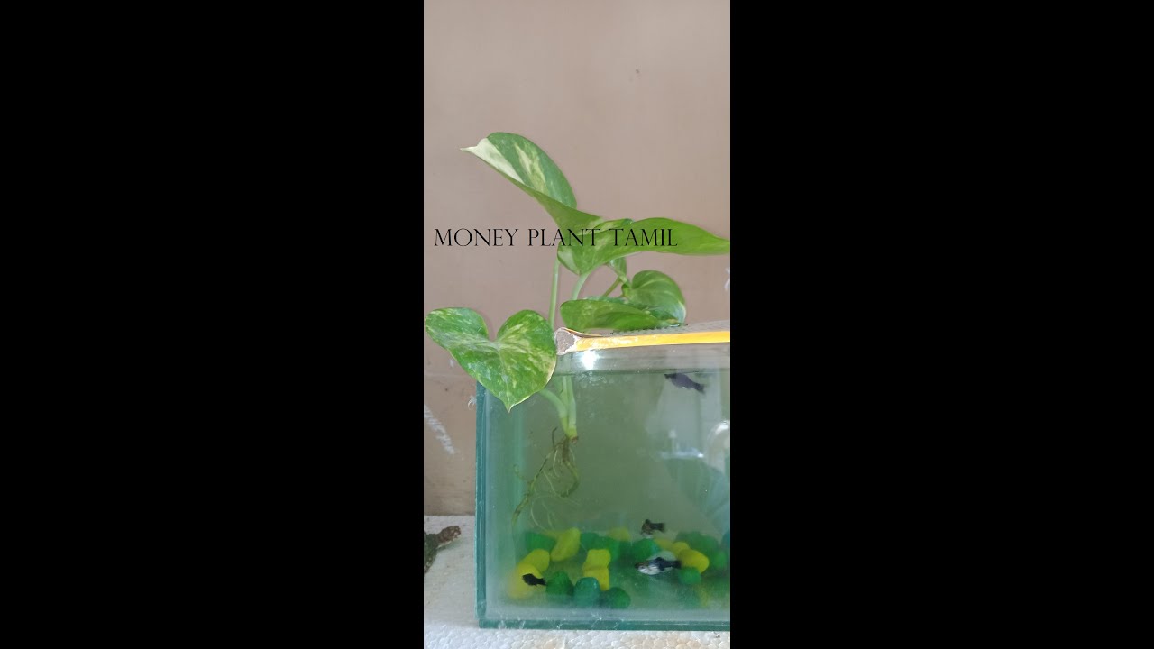 money plant aquarium review in tamil YouTube