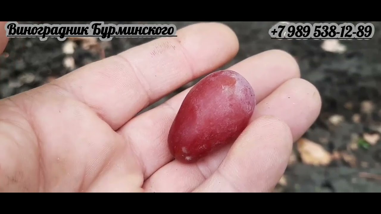 НОВИНКИ ГФ. ВИНОГРАДА НА 25.10.2022г. - YouTube