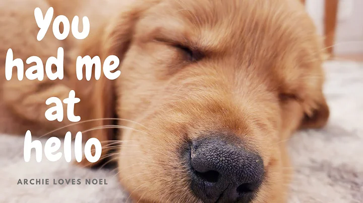Archie - I Love you (Just As You Are) - Irish Sett...