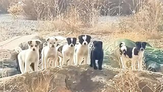 Seven freezing puppies were saved by a kindhearted man from the harsh conditions.