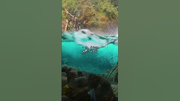 واتس اب قران كريم القارئ ياسر دوسري (سوره التكاثر)